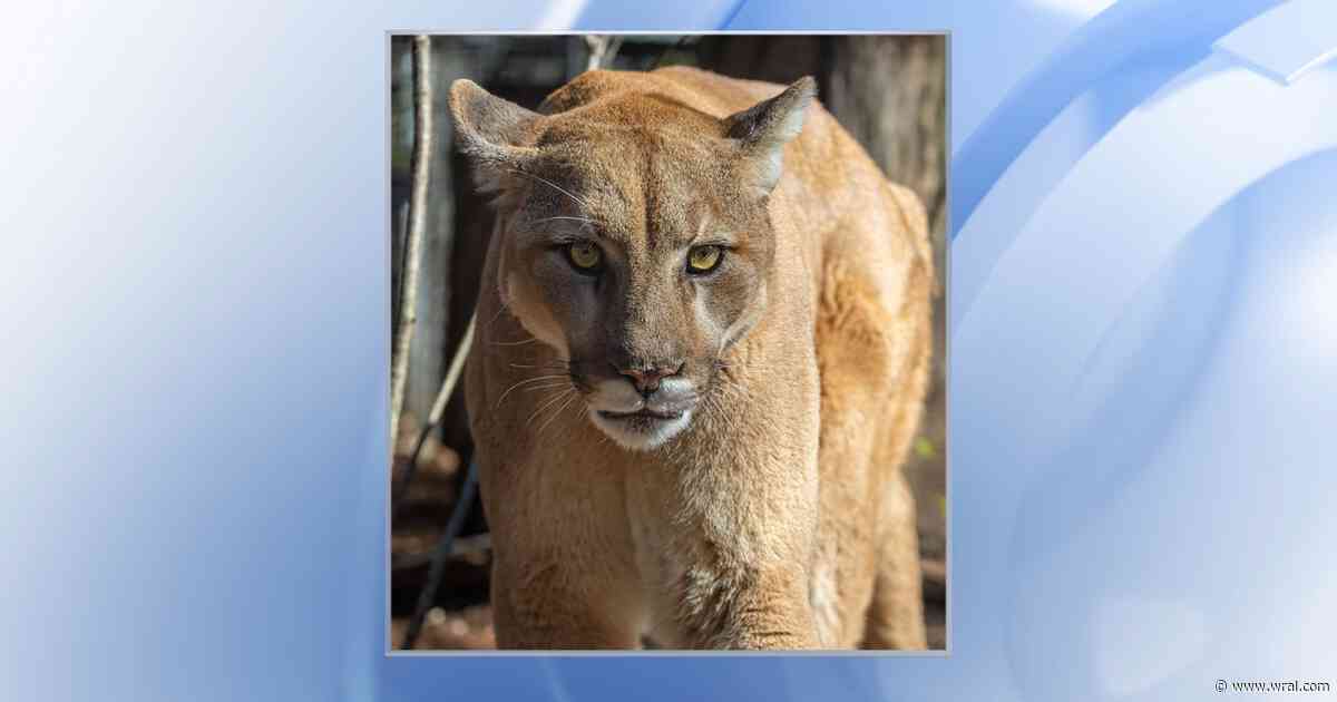 NC Zoo's cougar named Heath dies