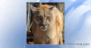 NC Zoo's cougar named Heath dies