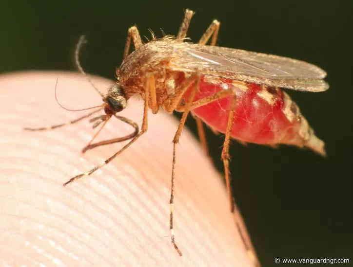 Pest controller battles mosquitoes to prevent Malaria deaths in Nigeria