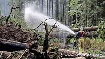Brand in Belgische Hoge Venen geblust: ’Heel wat inzet en hard werk afgeleverd’