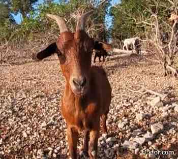 Why do they call it Goat Island? We kayaked there to find out