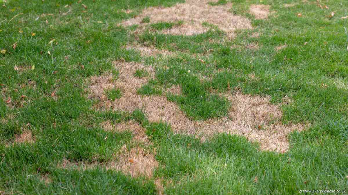Gardeners urged to do 1 thing to bare lawn patches now for 'lush green' grass