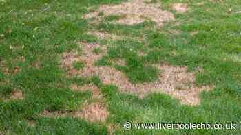 Gardeners urged to do 1 thing to bare lawn patches now for 'lush green' grass