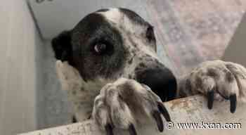 Central Texas animal shelter has robust fire safety plan