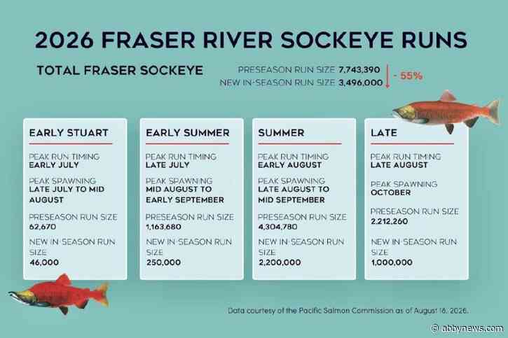 Less than half expected sockeye returning to B.C.’s Fraser River this year