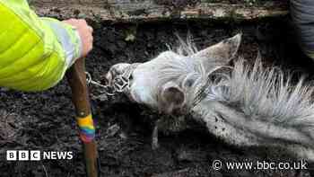Firefighters rescue mule trapped in deep mud