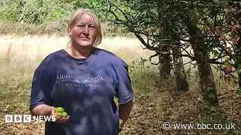 Cider farms report 'lighter' apple crops in heat