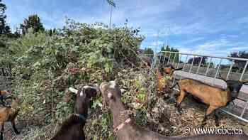 Langford tries new tool for mitigating wildfires: a herd of goats