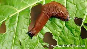 I deter slugs from my garden using 3 natural deterrents every summer
