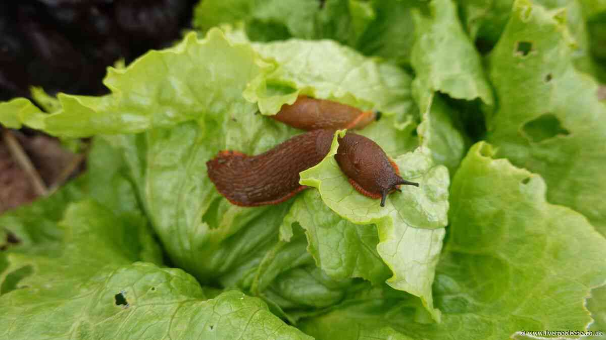 I stopped slugs ruining my garden using 3 natural deterrents