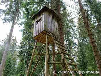 Holzfäule im Hochsitz: Wie genau muss die Sicherheit kontrolliert werden?
