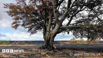 Wildlife and ancient trees destroyed by A31 wildfire