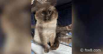 Cutest NE Ohio cats sought for calendar contest. The prize? A cat photo shoot
