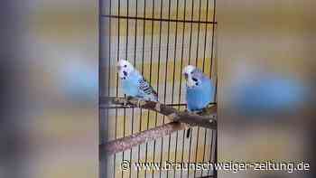Frankie und Puschkin: Wellensittich-Paar sucht neues Zuhause in Peine