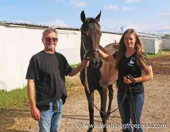 Speculating steals show at Yearling Sale