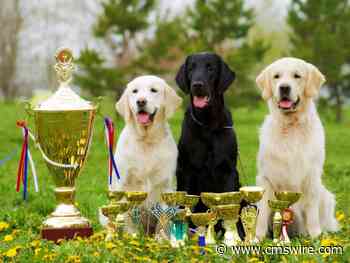 How to Win a 2027 CMSWire IMPACT Award: Inside the Application Playbook
