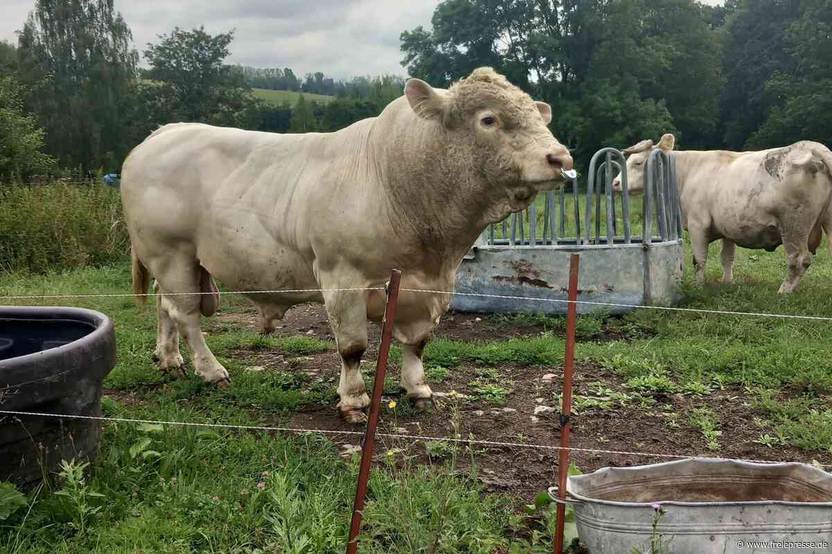 Verblüffende Kunstwerke: Wie aus einem Stier in Brand-Erbisdorf eine ganze Herde wird