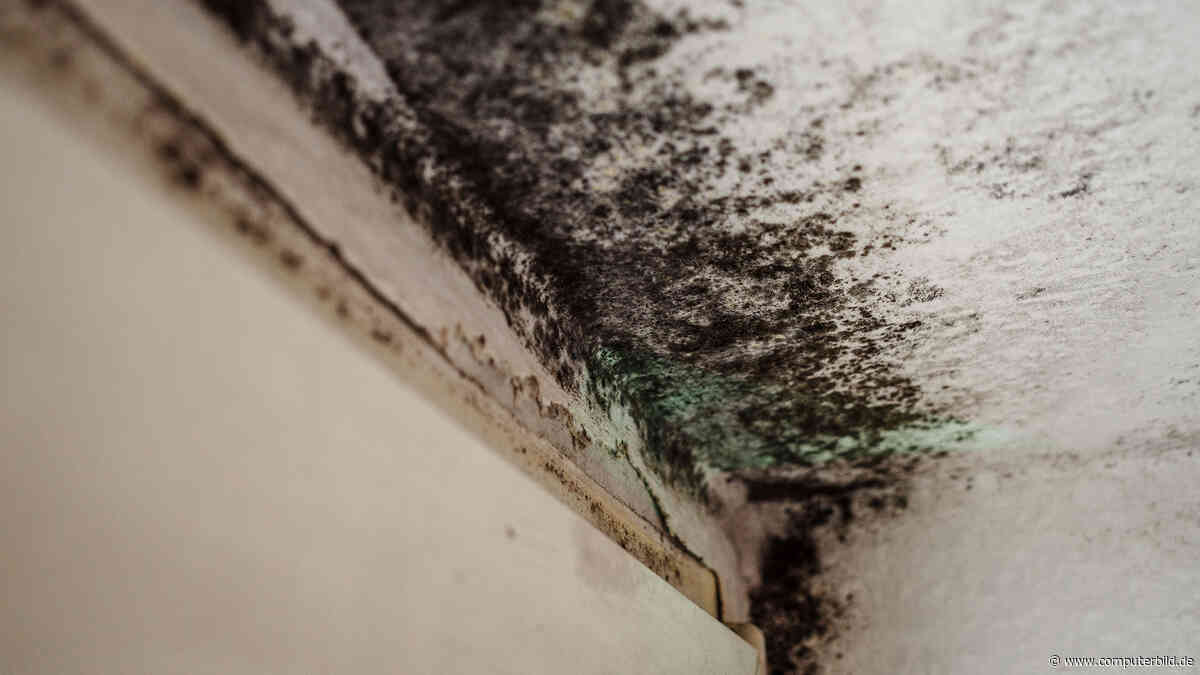 Schimmelgefahr: Diesen Raum sollten Sie bei Hitze besser nicht lüften