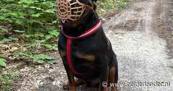 Buurt is bang voor twee rottweilers van de nieuwe buren, baasje reageert: ‘Ik kan er niets aan doen’