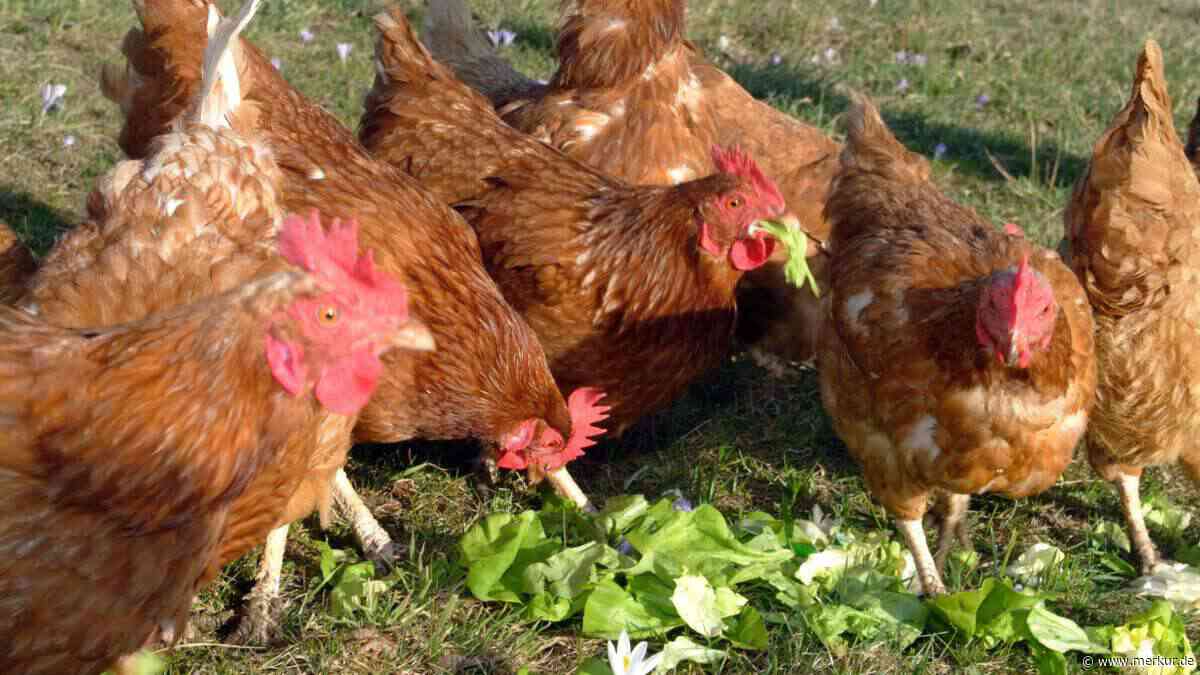 Wintervorrat für Hühner anlegen: Diese Reste aus Garten und Küche sollten Sie jetzt nicht wegwerfen