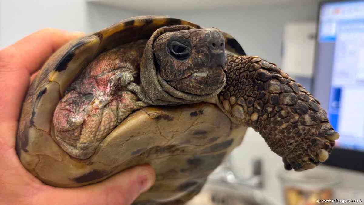 100-year-old tortoise who escaped boat in Bristol docks has life-changing leg amputation