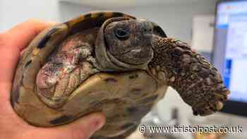 100-year-old tortoise who escaped boat in Bristol docks has life-changing leg amputation