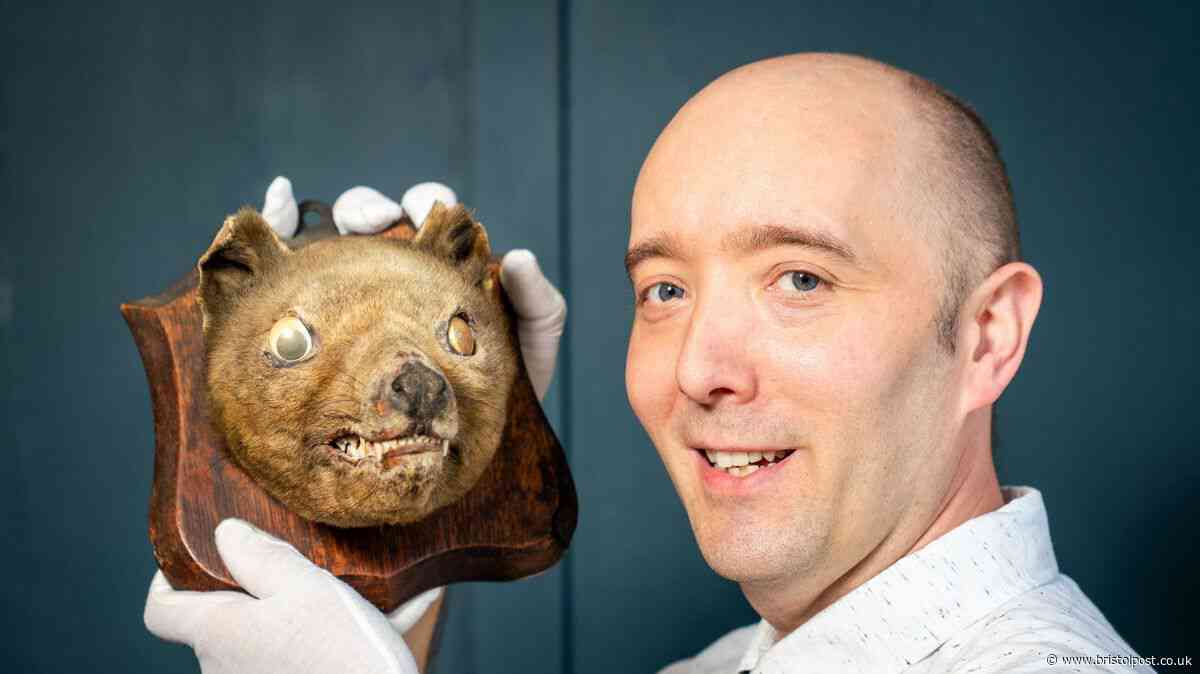 Extinct tiger head bought for £50 sells for £60k after being mistaken for 'fox'