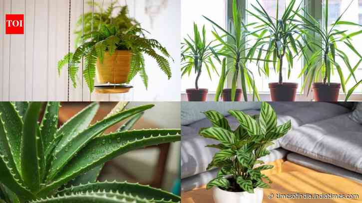 When outdoor plants struggle, these 5 houseplants keep your home green and lush