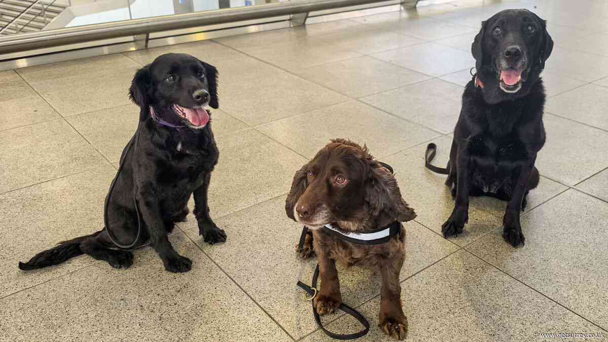 Senior dog patrols to provide 'extra reassurance' for passengers at London Waterloo