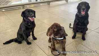 Senior dog patrols to provide 'extra reassurance' for passengers at London Waterloo