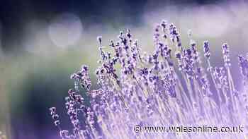 Garden expert says not cutting five plants in September 'helps wildlife'