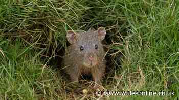 Rats won't come into your garden if £3 homemade repellent spray is used