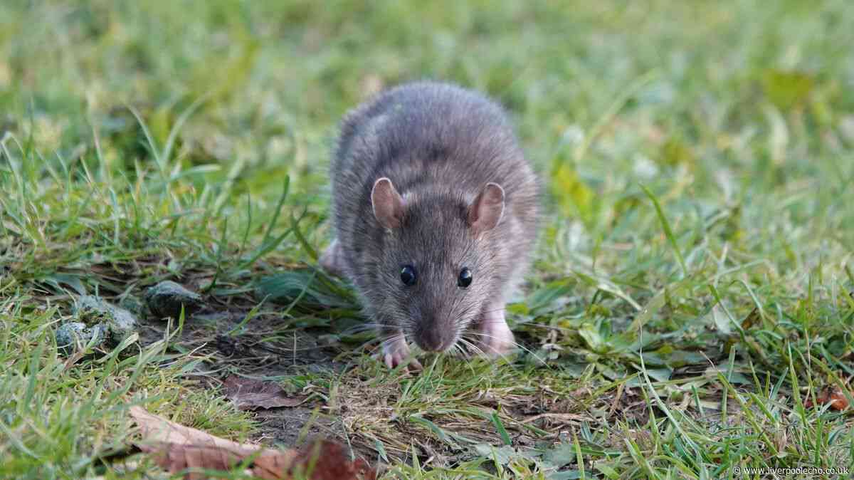 Keep rats away from gardens with potent spray you can make yourself for under £3