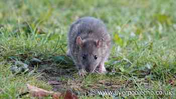 Keep rats away from gardens with potent spray you can make yourself for under £3