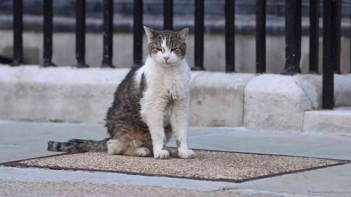 Bekendste kat van Engeland, Larry the Cat, geeft teken van leven: ’De berichten over mijn dood zijn sterk overdreven’