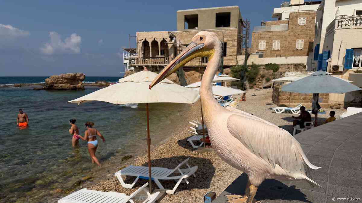 Vogel liebt Kanus und Yoga: Pelikan-Dame verzückt libanesischen Küstenort