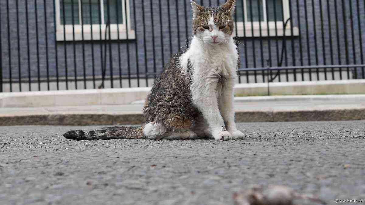Downing-Street-Herrscher lebt: Kater Larry nennt Berichte über Tod "stark übertrieben"