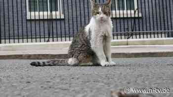 Downing-Street-Herrscher lebt: Kater Larry nennt Berichte über Tod "stark übertrieben"