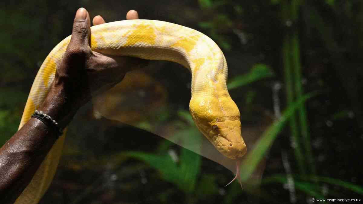Mum's pet python strangles two-year-old toddler to death in her crib