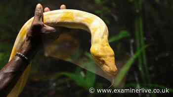 Mum's pet python strangles two-year-old toddler to death in her crib