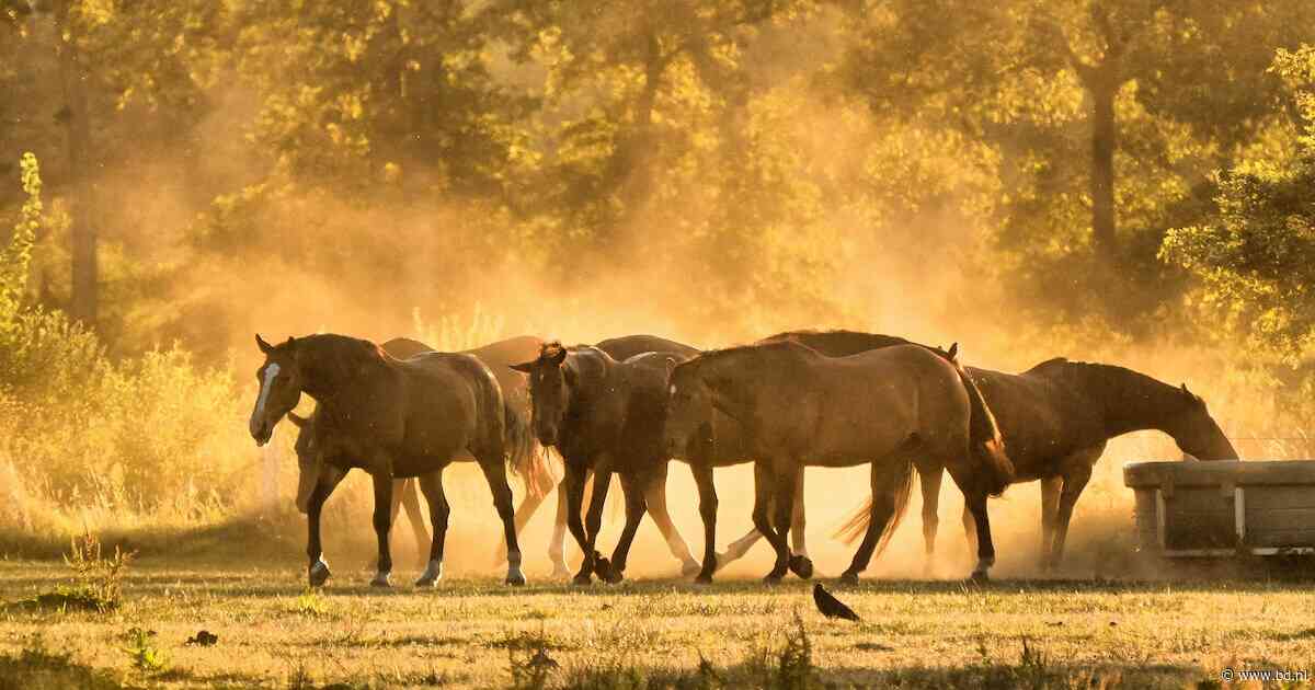 Droogte in Brabant, vastgelegd door lezers