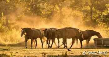 Droogte in Brabant, vastgelegd door lezers