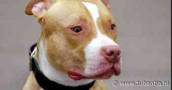 Pitbull bijt hond dood in Haaksbergen: eigenaar moet dier muilkorven en kort aanlijnen