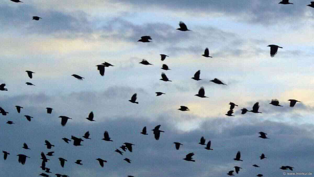 Kosten im fünfstelligen Bereich: Gemeinde will Saatkrähen weiter vergrämen