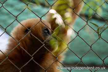 The California sanctuary which has been caring for endangered singing gibbons for 50 years