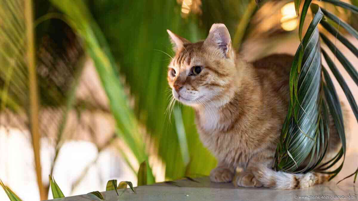 Diese Zimmerpflanzen können Hunden und Katzen schaden