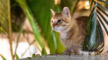 Diese Zimmerpflanzen können Hunden und Katzen schaden