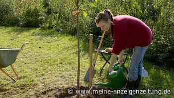 Warum Gärtner einen Holzpfahl schräg an junge Obstbäume platzieren sollten