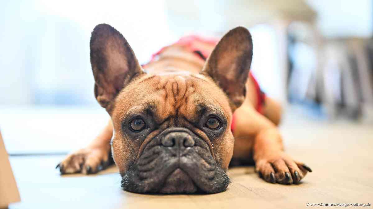 Hunde können menschliche Emotionen wohl am Gesichtsausdruck erkennen