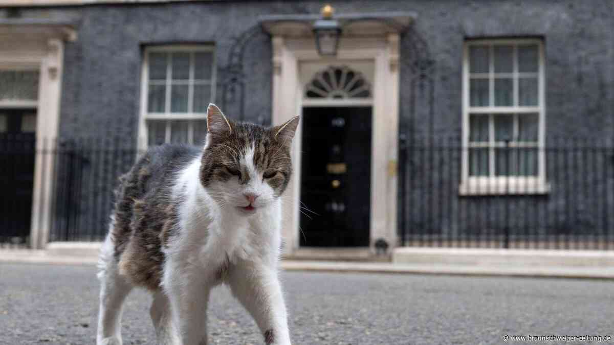 Aufruhr um Großbritanniens berühmtesten Kater: Ist Larry tot?